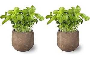 SMPLY. - Planta Albahaca - Pack 2 - Altura: 20 cm - Maceta 10 cm - Planta Antimosquitos -Hierba Aromática Interior y Exterior - Ideal Huerto Urbano y Jardín - Maceta de Cerámica No incluida