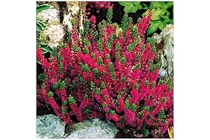GrowOn Shrubs [x3] Scottish Heather Calluna Vulgaris 'Dark Beauty' | Multi-Pack | Evergreen Shrubs | Outdoor Garden Ready Plants | Summer and Autumn Flowering | Cerise, Ruby-Red Flowers