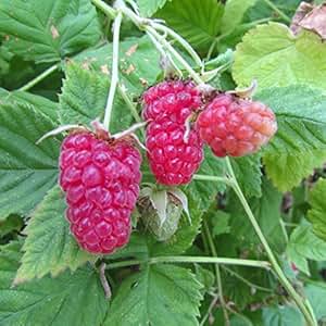 Loganberry, Kreuzung zwischen Himbeere und Brombeere