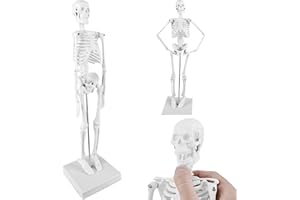 Modelo Anatómico de Esqueleto Humano: TOATELU 17,7"(45cm) Modelo de Esqueleto Médico para Cualquier Persona Estudio y, Modelo de Anatomía Humana Mini Esqueleto