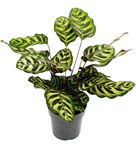 Calathea ornata Sanderiana  Exotische Zimmerpflanze mit aufflligen, rosa gestreiften  Blttern, pflegeleicht, luftreinigend, ideal fr Indoor-Dekoration" :  Amazon.de: Garten
