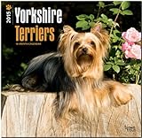 Yorkshire Terriers 2015 - Yorkshire Terrier by 