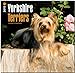 Yorkshire Terriers 2015 - Yorkshire Terrier by 