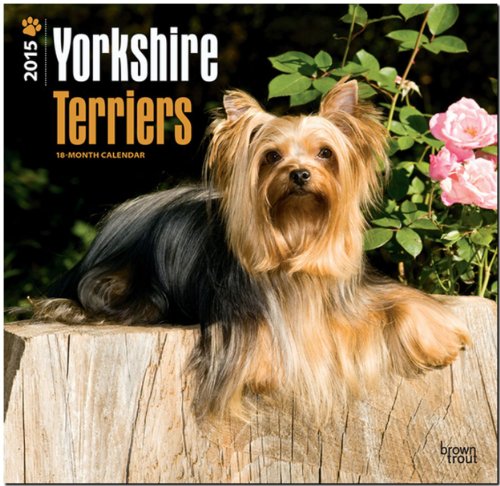 Yorkshire Terriers 2015 - Yorkshire Terrier