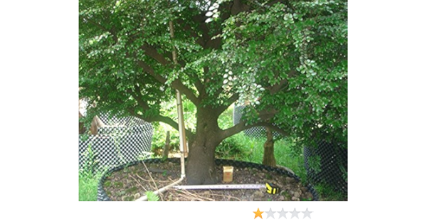 Creative Farmer Sandalwood Tree Seeds Pack Of 10 Seeds Amazon In Garden Outdoors