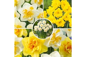 Plant in a Box - Mélange double de jonquilles - 80x bulbes de jonquilles - Bulbes rustiques à floraison précoce pour le jardin