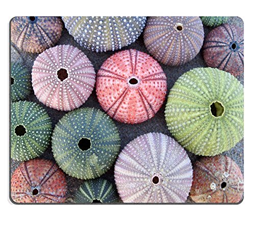 Liili Mauspad Naturkautschuk Mousepad Vielzahl der bunten Seeigel auf nassen Sand Bild-ID 19057457