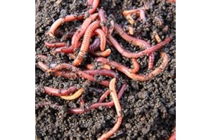 TIERRA VIVA Lombriz Roja Californiana (Eisenia Foetida). 150 Lombrices seleccionadas a Mano. Formatos 150, 200, 300, 500 y 1000 lombrices