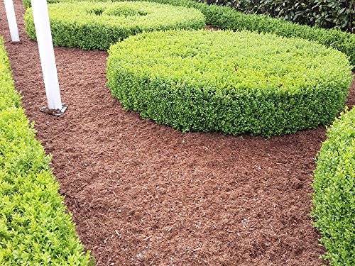 TOPBUXUS CARPET, 70L für 5m2, Die definitive Lösung für Buchsbaumpilz wann Kombiniert mit TOPBUXUS HEALTH-MIX, mach es wie der Züchter! - 2