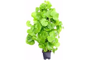 WFW wasserflora Mutterpflanze Brasilianischer Wassernabel/Hydrocotyle leucocephala