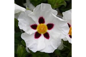GARDENERSDREAM 1 X CISTUS ALBIDUS 'Snow FIRE' White Rockrose Evergreen Hardy Shrub Plant in Pot