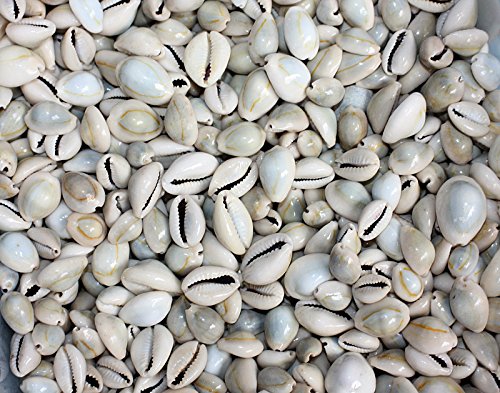 Kaurimuscheln Cypraea annulus Shell beige 15-25 mm. Muscheln beige hell, 50 STÜCK - 2