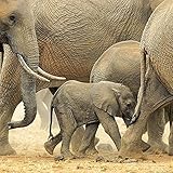 Image de Elephant Families 2016