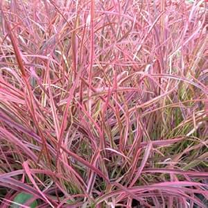 Rotes Lampenputzergras (Pennisetum setaceum 'FIREWORKS