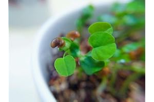 T-SHIN Aquarium Grass Plants Seeds,Aquatic Heart-Shaped Carpet Water Grass,Oxygenating Weed Live Pond Plant Seeds,Fish Aquatic Water Grass Decor,Easy to Plant Grow Maintain-10G