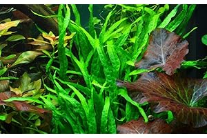 TROPICANA Tropica - Impianto per acquario Microsorum pteropus "Narrow No.008A, piante acquatiche