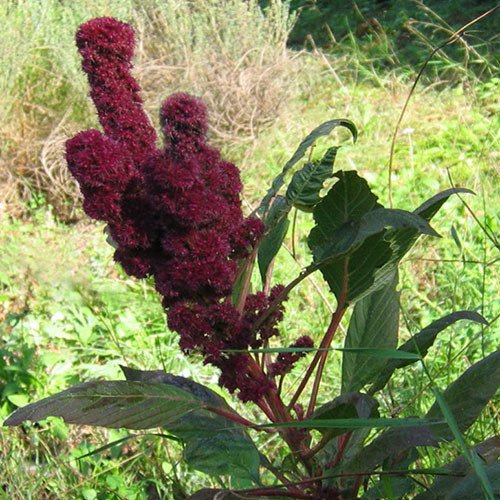 Plant World Seeds - Amaranthus 'Pointy Fingers' Seeds (Annual Flower Seeds)