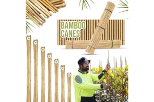 TRADEXONE 𝐓𝐫𝐚𝐝𝐞𝐗𝐨𝐧𝐞 Strong Heavy-Duty Bamboo Canes for Plant Support - Multiple Lengths garden stakes Available (4ft, 30, 12-14mm) - Ideal for Garden canes, Durable and Eco-Friendly