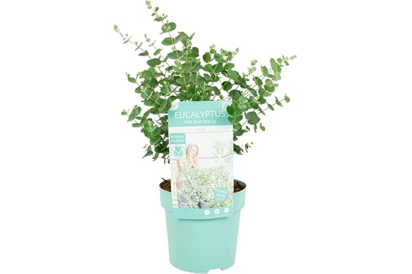 Bloomique - Eucalyptus Gunnii Azura - Eucalyptus - Plantes de jardin - Rustique - Hauteur 30-50 cm - Pot 15 cm