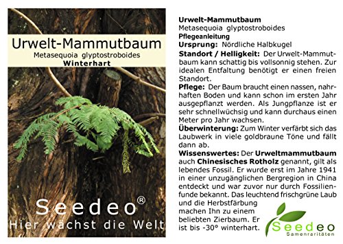 Seedeo 3 Pflanzen aus der Zeit der Dinosaurier - 4