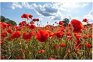 Lot de 300 Graines Pavot Coquelicot Rouge - Pavot des Moissons - 60 cm et plus