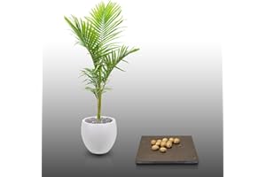 LE GRENIER D'ABONDANCE LES GRAINES QUI DONNENT ENVIE 10 graines à semer - Le Grenier d'Abondance - PALMIER Alexandre - Archontophoenix Alexandrae