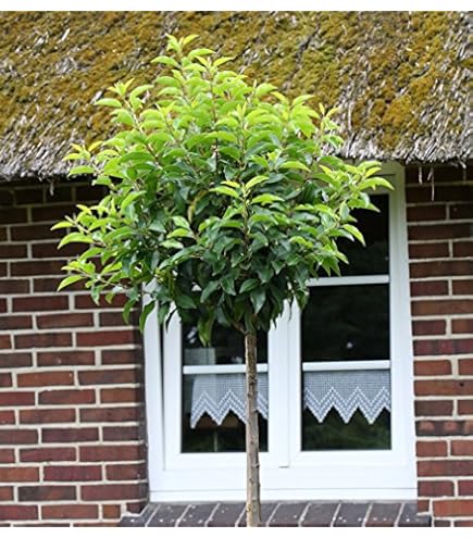 Lorbeerkirsche Hochstamm Kugel 170180 cm  Prunus lusitanica, immergrn,  winterhart, dekorativer Kugelbaum : Amazon.de: Garten