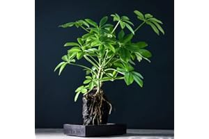 THOMPSON & MORGAN Lava Rock Plant on Wooden Tray Gift Wrapped Lava Stone Indoor House Plants Perennial Attractive Evergreen Foliage Bright Green Leaves 1 x Lova Schefflera Plant on Wooden Tray by Thompson and Morgan