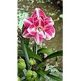 Radha Krishna Agriculture® Amaryllis Holland Double Imported Flower Bulbs for Home and Gardening Pack of 2 Bulbs (HOT PINK WITH WHITE)