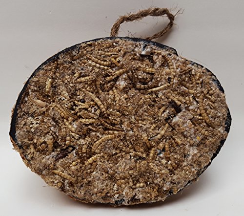 Halbe Kokosnuss gefüllt mit Fettfutter, Samenmischung, Mehlwürmer und Insekten für Wildvögel