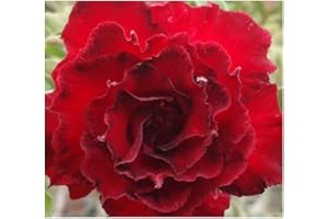 Adenium obesum Fire Stone - Rose du désert - Faux baobab Fire Stone - 3 graines