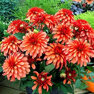 FERNSFLY Flower Bulbs IMP. Dahlia | Dhalia | Dahalia Perennial Flower Bulbs Excellent Quality Attractive Aromatic Flower Home Outdoor Gardening Flowering Bulbs (Pack Of 6 The Gallery Art Deco)