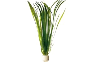 AQUA ESSENTIALS Vallisneria spiralis Bunch (Straight vallis)