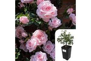 HARRINGTONS ROSES Savoy Hotel Hybrid Tea Rose | 3L Potted Rose Plant | Elegant Pastel Pink Blooms, Light Fragrance | Ideal for Borders & Containers