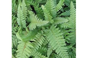 GARDENEXPERT Polystichum setiferum 'Proliferum' 15cm Pot Size