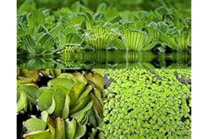 ZAC Wagner Schwimmpflanzen Sortiment A 3 Sorten neu Teichpflanzen Teichpflanze Schwimmpflanzen