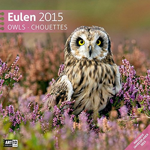 Eulen 30 x 30 cm 2015
