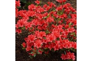 Azalée du Japon "Orange Beauty" (9 cm)