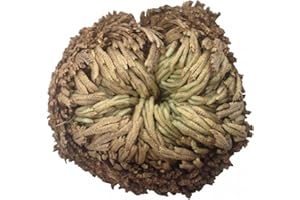 PINICECORE Rose Della Resurrezione Impianto Air Fern Spike Moss Live - Selaginella Lepidophylla