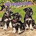 Produktbild Schnauzer Puppies - Schnauzer Welpen 2019 - 18-Monatskalender mit freier DogDays-App (Wall-Kalender)