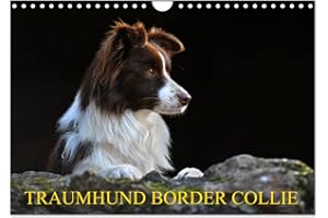 ‎CALVENDO Traumhund Border Collie (Wandkalender 2024 DIN A4 quer), CALVENDO Monatskalender