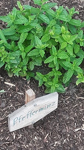 Mentha piperita – Echte Pfefferminze – Minze – 250 Samen - 2