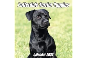 Patterdale Terrier Puppies Calendar 2024: 14 Months Organizer For Home & Office , Mens , Womens , kids