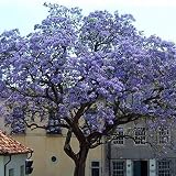 1000 Graines De Paulownia Elongata - Arbre à Croissance Rapide - Arbre Impérial