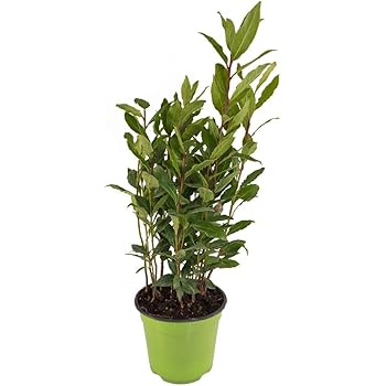 Frischer Lorbeer, gewürzloorbeer, Laurus nobilis, 9cm Topf