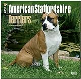 American Staffordshire Terriers 2015 - Amstaff: Original BrownTrout-Kalender [Mehrsprachig] [Kalender] by 