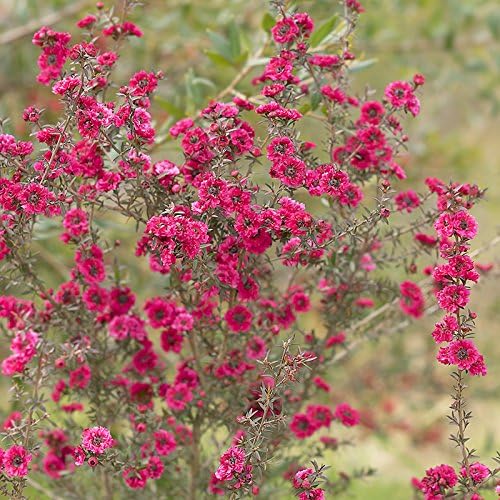 Leptospermum 'Manuka Tea Tree' Collection x 3 Plants in 9cm pots 20cm Tall