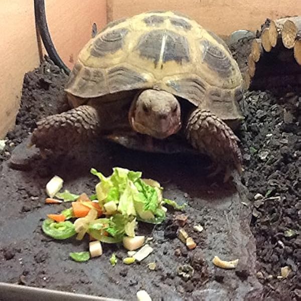 slate stone for bearded dragon