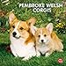 Produktbild Pembroke Welsh Corgis 2012