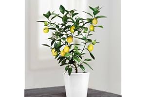 GARDENS4YOU Mini Lemon Tree 25 cm - 1 Tree